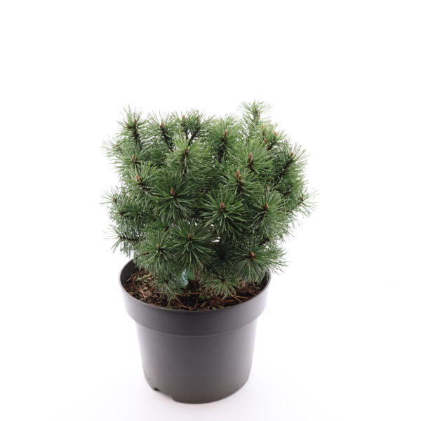 Kääbus-mägimänd 'Mops' P19 20-25cm