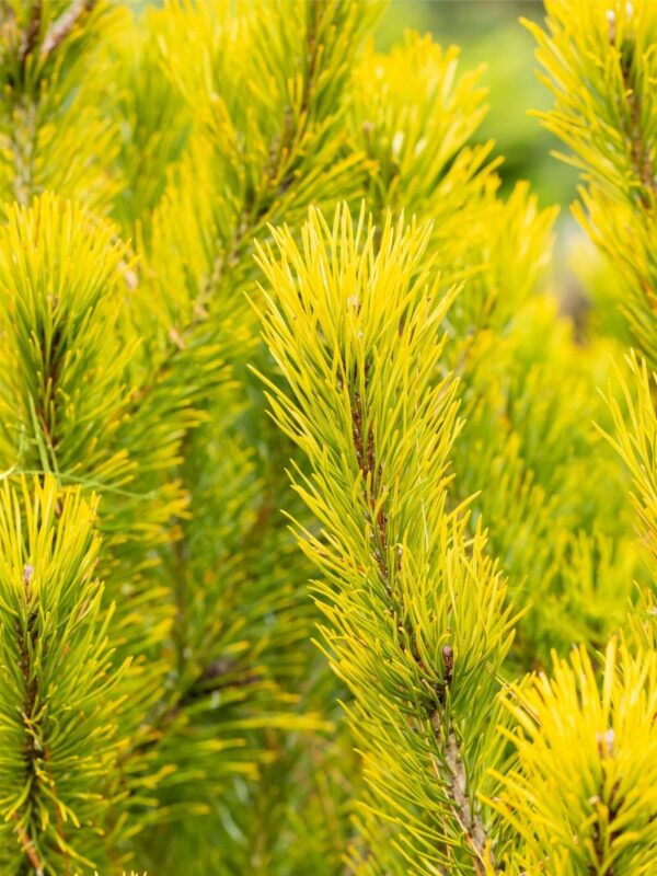 Mägimänd 'Winter Gold' P21 20-25cm