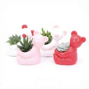 Sukulent P14 karukujulises ümbrispotis