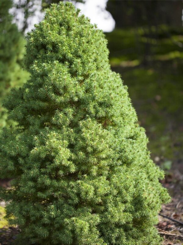 Kanada kuusk 'Laurin' P19