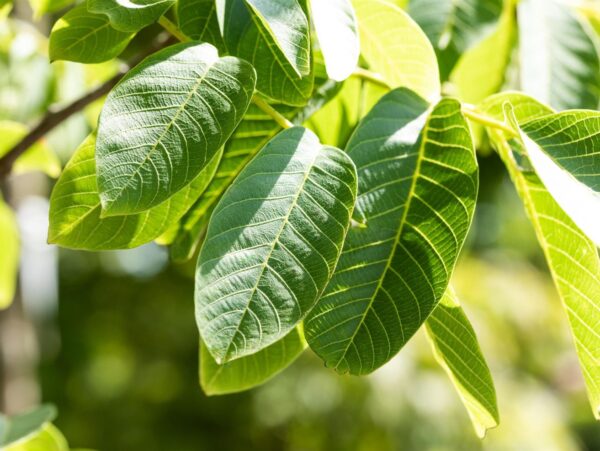 Kreeka pähklipuu P23