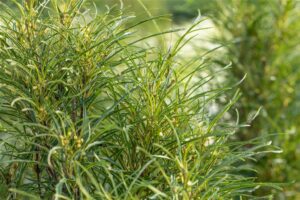 Harilik paakspuu ‘Fine Line’ P21 60-80cm