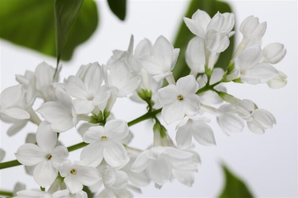 Harilik sirel P17 erinevad