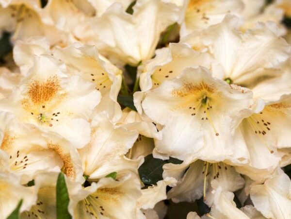 Rododendron 'Elsie Straver' P21 30-40cm