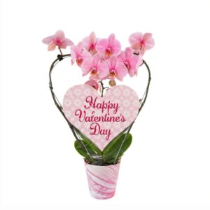 Kuuking P12 südamekujulisel kaarel