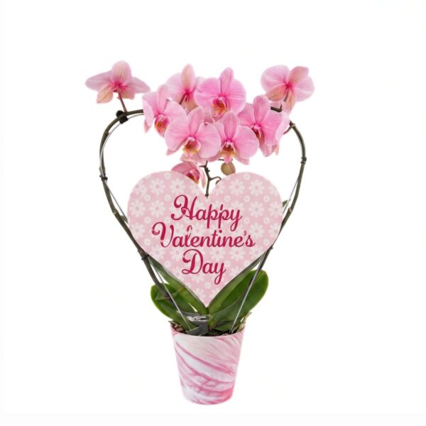 Kuuking P12 südamekujulisel kaarel