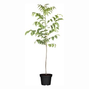 Kreeka pähklipuu P23