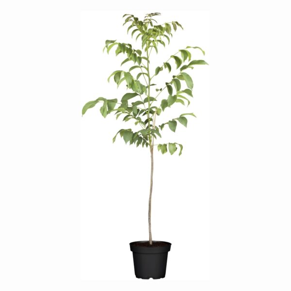 Kreeka pähklipuu P23