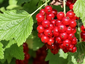 Punane sõstar ‘Detvan’ P23