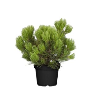 Valgekooreline mänd ‘Compact Gem’ P19 30cm