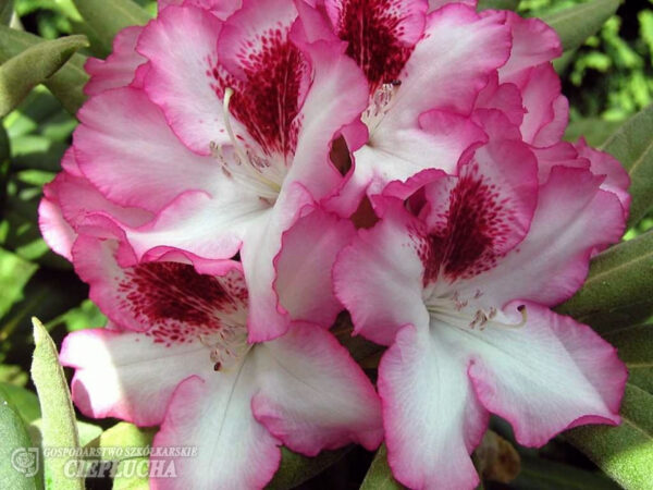 Rododendron 'Hachmann's Charmant' P28 50-60cm