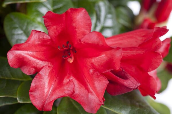 Rododendron 'Scarlet Wonder' P17