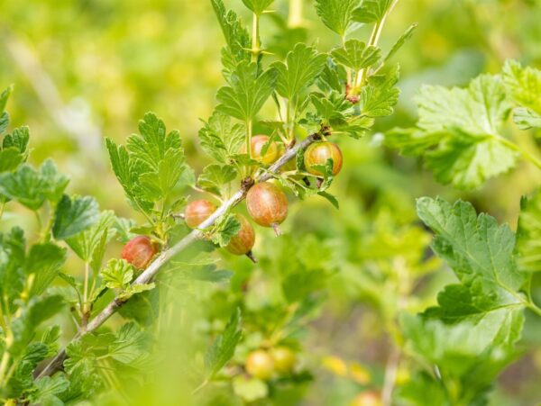 Karusmari 'Dr. Bauer's® Rokula' P23