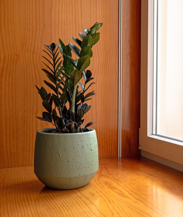 Lillepott Venus Ø19cm roheline