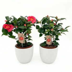 Jaapani kameelia P13 erinevad