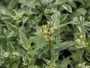 Teravalehine diervilla ‘Cool Splash’  P19