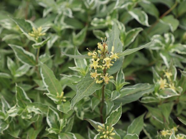 Teravalehine diervilla 'Cool Splash'  P19