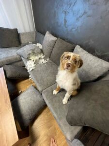 Koera näritud diivan