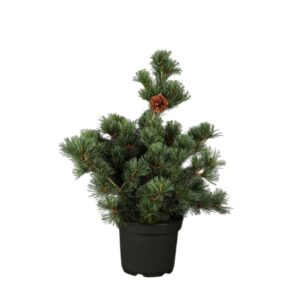 Jaapani mänd ‘Negishi’ P38 80cm