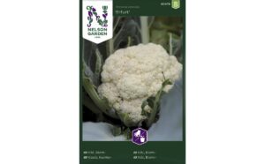 Lillkapsas ‘Erfurt’