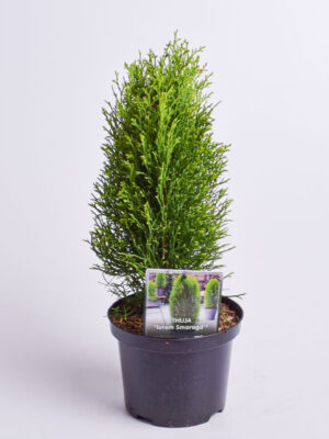 Harilik elupuu ‘Totem Smaragd’ P17 25-30cm