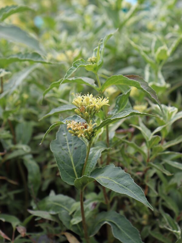 Teravalehine diervilla 'Cool Splash'  P19