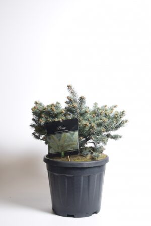 Torkav kuusk ‘Glauca Globosa’ P32 30-40cm