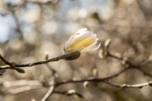 Tähtmagnoolia P23 50cm