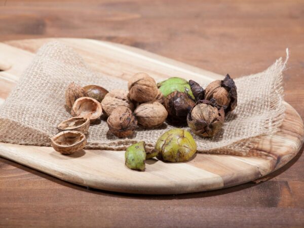 Kreeka pähklipuu P23