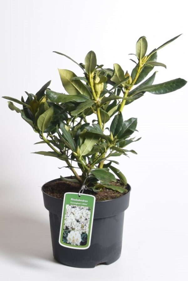 Rododendron 'Cunningham's White' P21 30-40cm