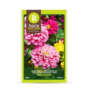 Pruudisõlg e. tsinnia ‘Pompon’ 1g