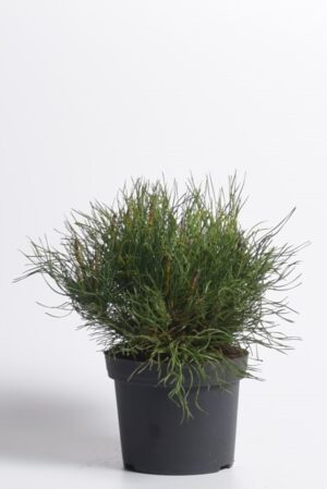 Lookjas mägimänd P13