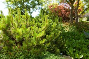 Lookjas mägimänd P50 80-100cm XXL