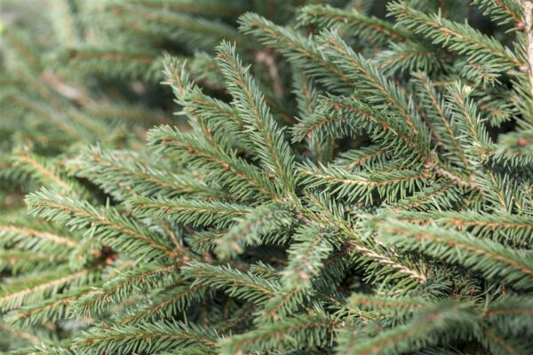 Harilik kuusk 'Nidiformis' P52 70-80cm XXL