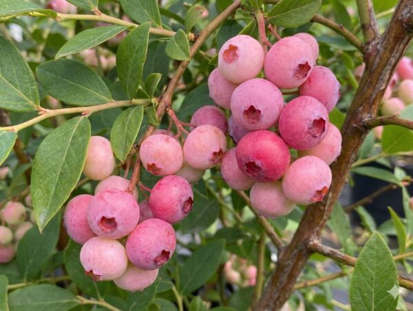 Kännasmustikas 'Sweet Symphony Pink'® P23 50-60cm