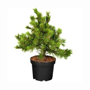 Mägimänd ‘Winter Gold’ P21 20-25cm