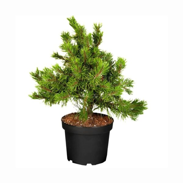 Mägimänd 'Winter Gold' P21 20-25cm