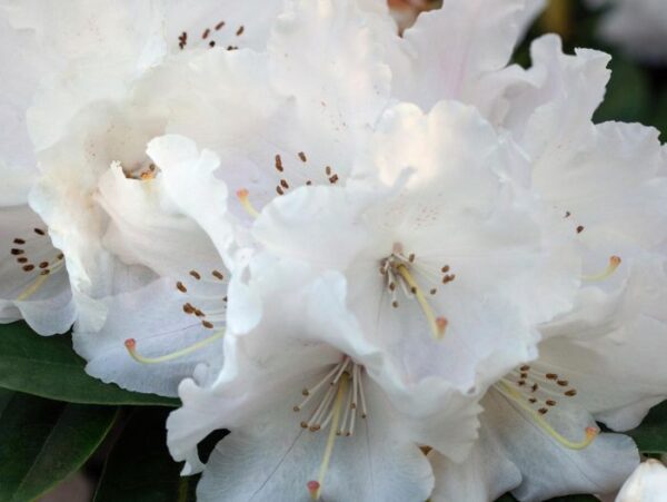 Rododendron 'Ptarmigan' P17