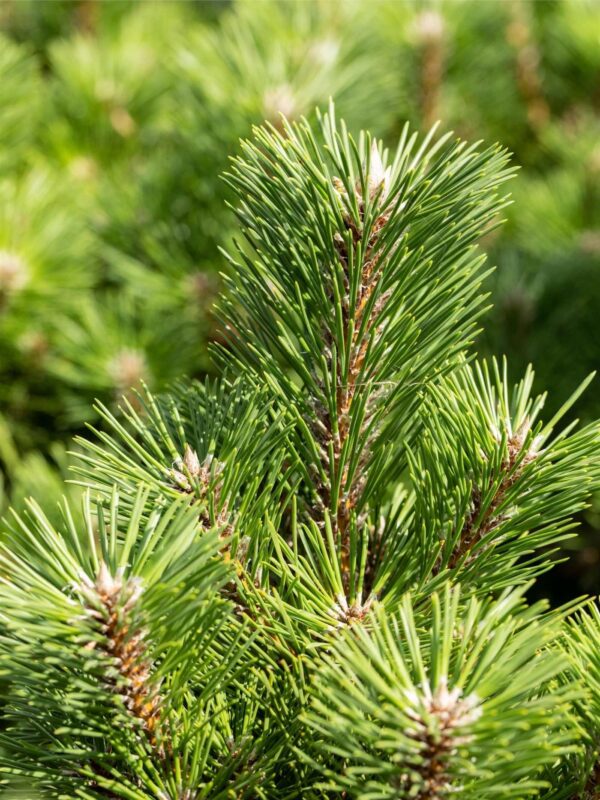 Thunbergi mänd 'Sayonara' P21 30cm