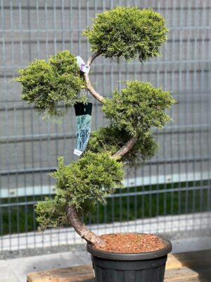 Pfitzeri kadakas P50 125cm bonsai