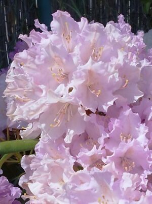 Rododendron ‘Caroline Allbrook’ P23 25-30cm