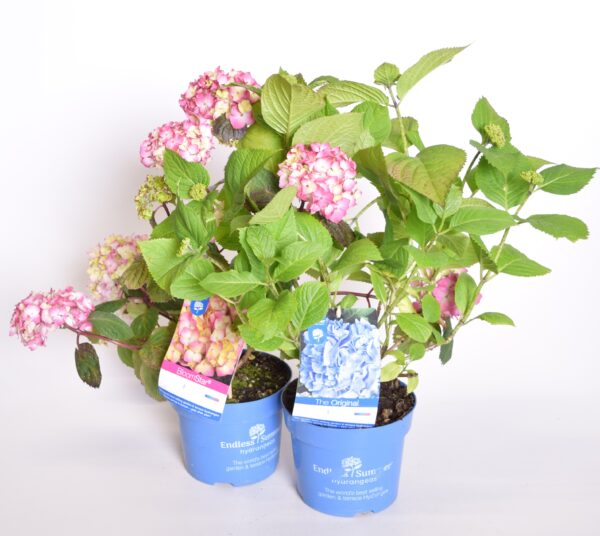 Suurelehine hortensia Endless Summer P10,5