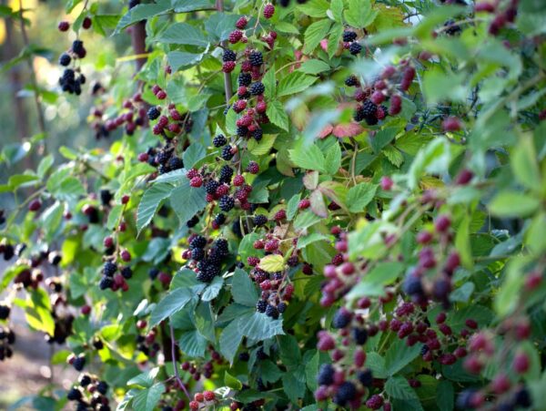 Pampel 'Thornfree' P23 60-70cm