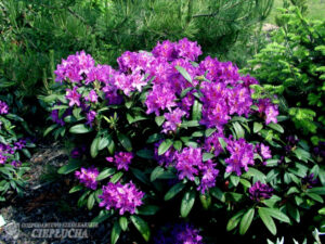 Rododendron ‘Libretto’ P32