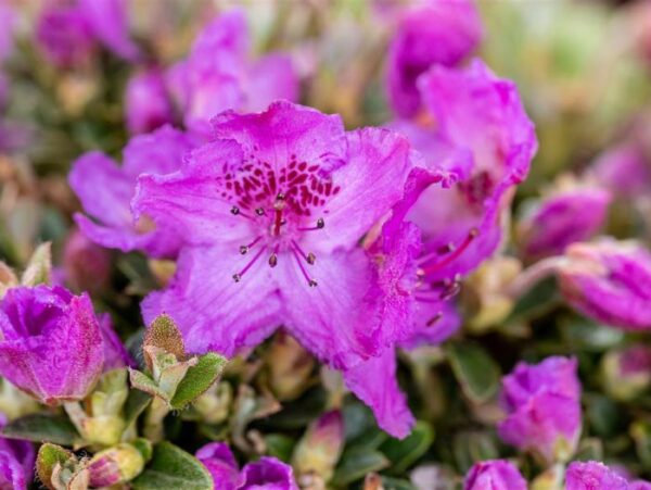 Tiibeti rododendron P17 20-25cm