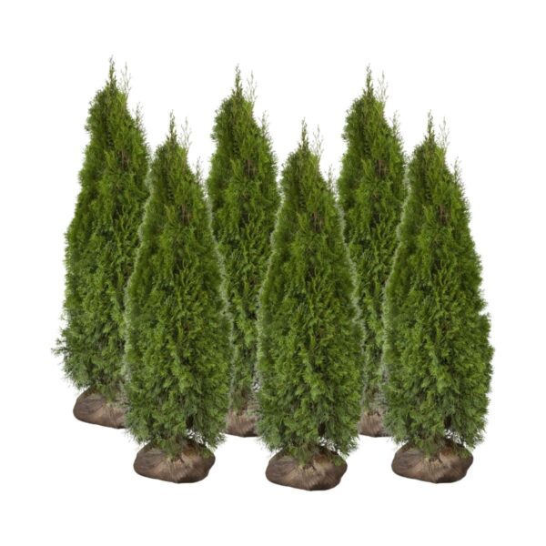 Harilik elupuu 'Smaragd' 160-180cm mullapalliga 20tk/kmpl