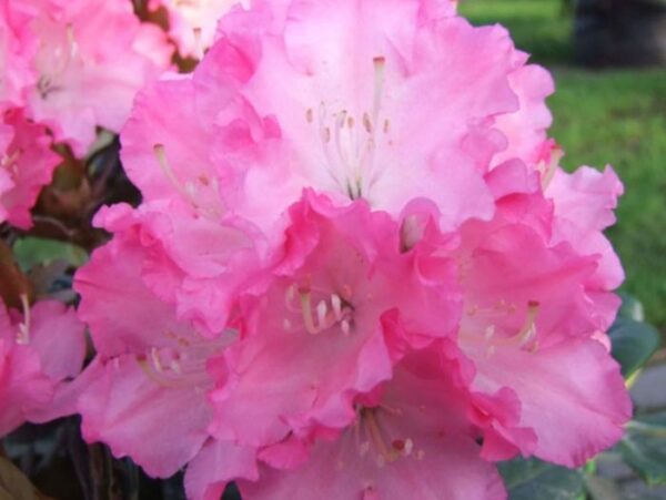 Rododendron 'Wladyslaw Lokietek /Royal Rosy' P28