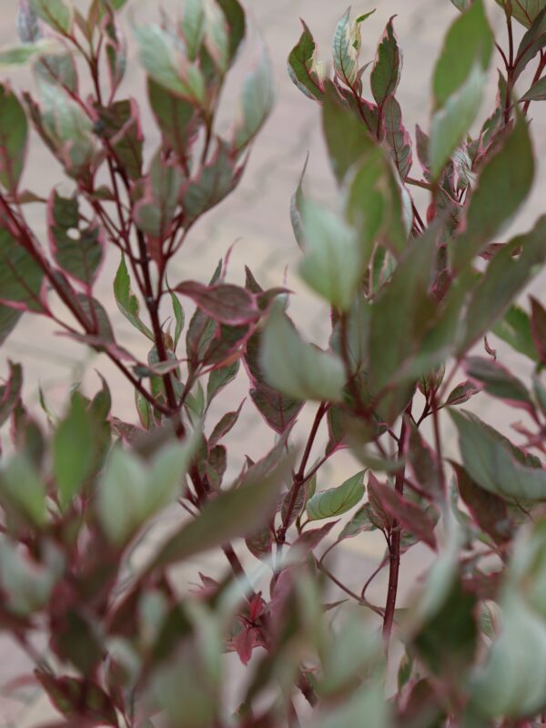 Siberi kontpuu 'Miracle' P19 40-50cm