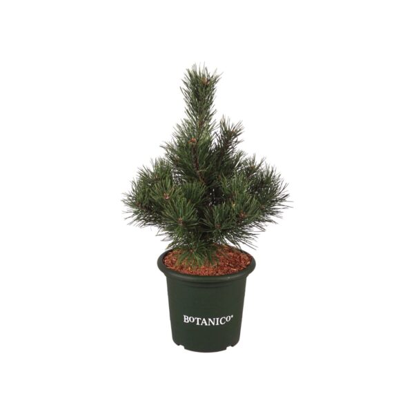 Mägimänd 'Gnom' P23 20-25cm