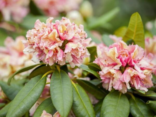 Rododendron Inkarho® 'Brasilia' P23 30-40cm